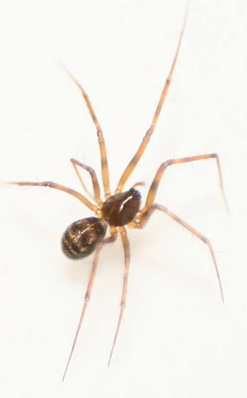 Lepthyphantes leprosus
