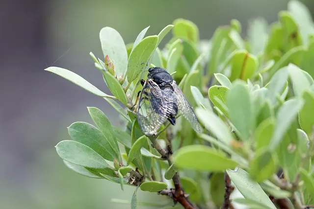 Okanagana nigrodorsata