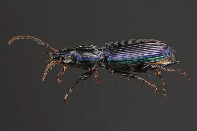 Poecilus scitulus