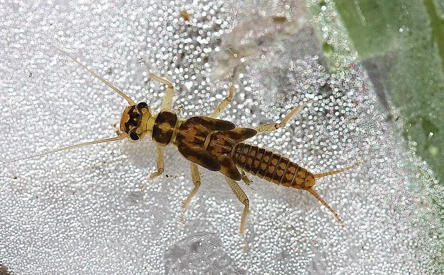 Isoperla orata