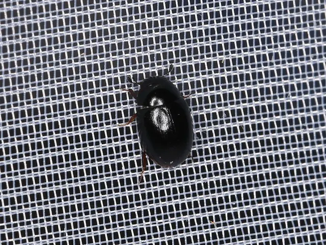 Cercyon ustulatus