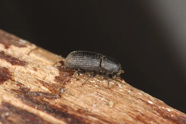 Hylastes opacus