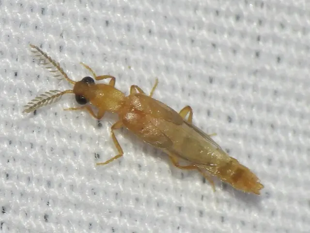 Cenophengus pallidus