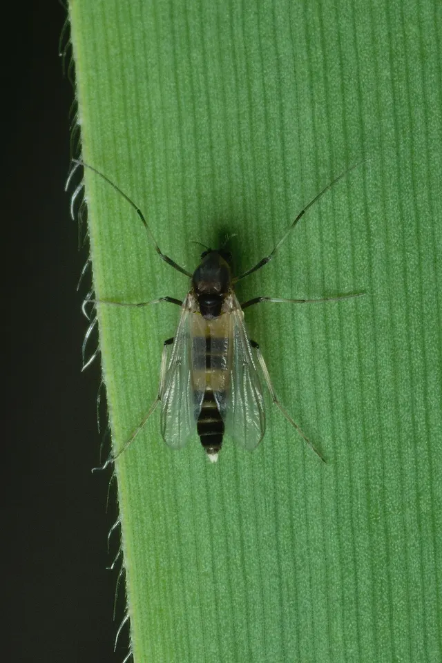 Cricotopus sylvestris