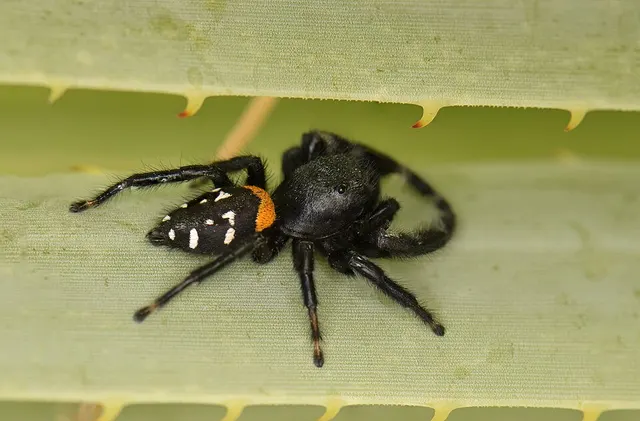 Paraphidippus basalis