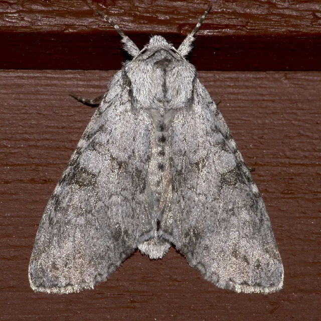 Polia piniae
