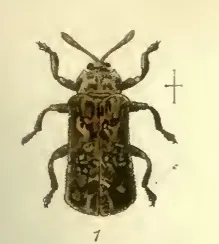 Octotoma marginicollis