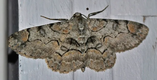Iridopsis larvaria