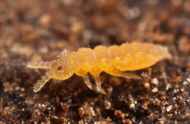 Ceratophysella succinea