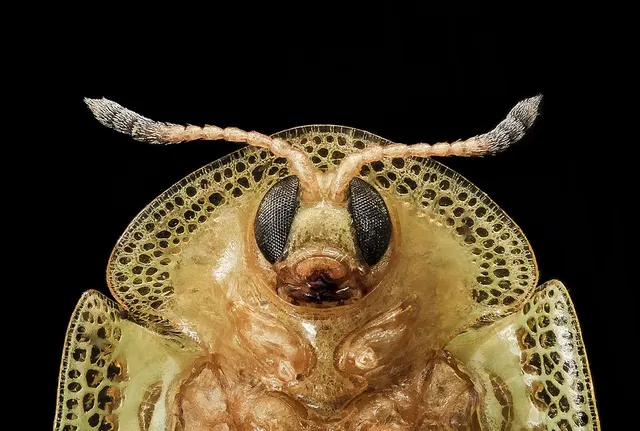 Gratiana