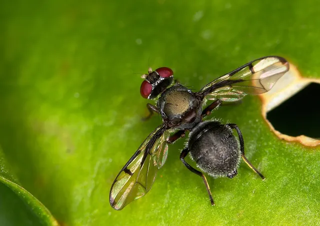 Pogonortalis doclea