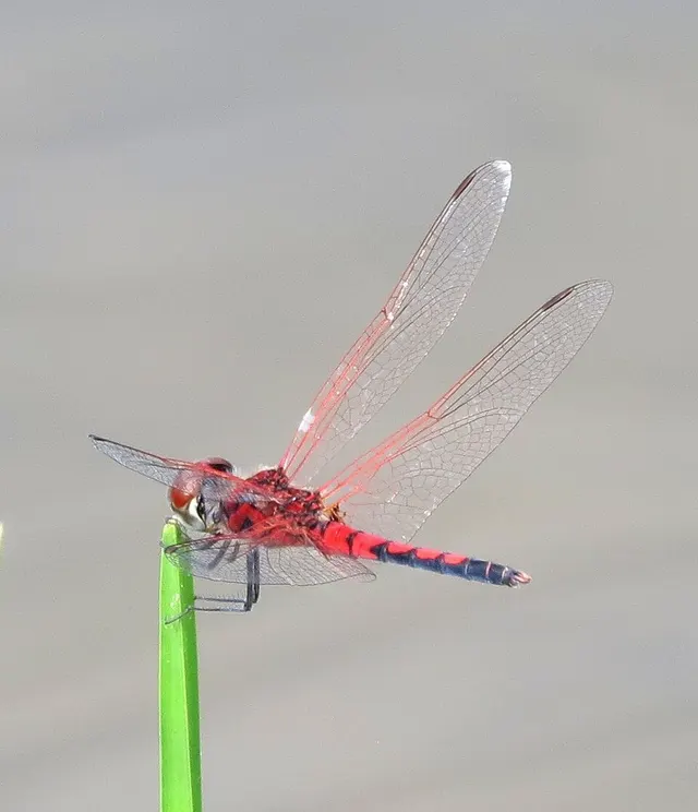 Celithemis bertha