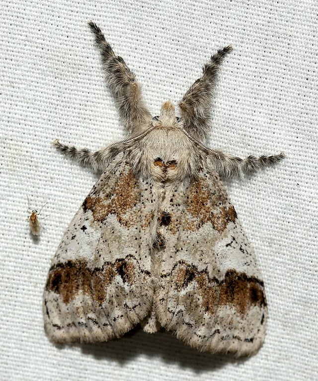 Dasychira leucophaea