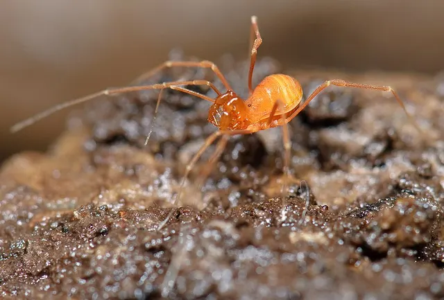 Crosbyella distincta
