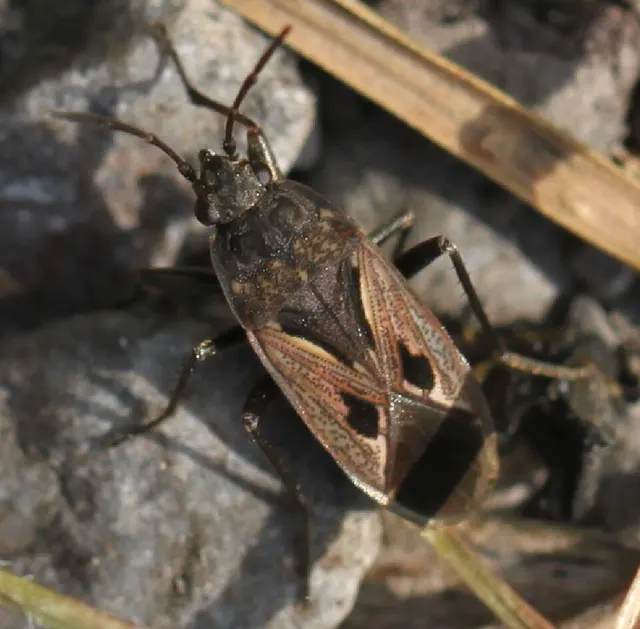 Rhyparochromus