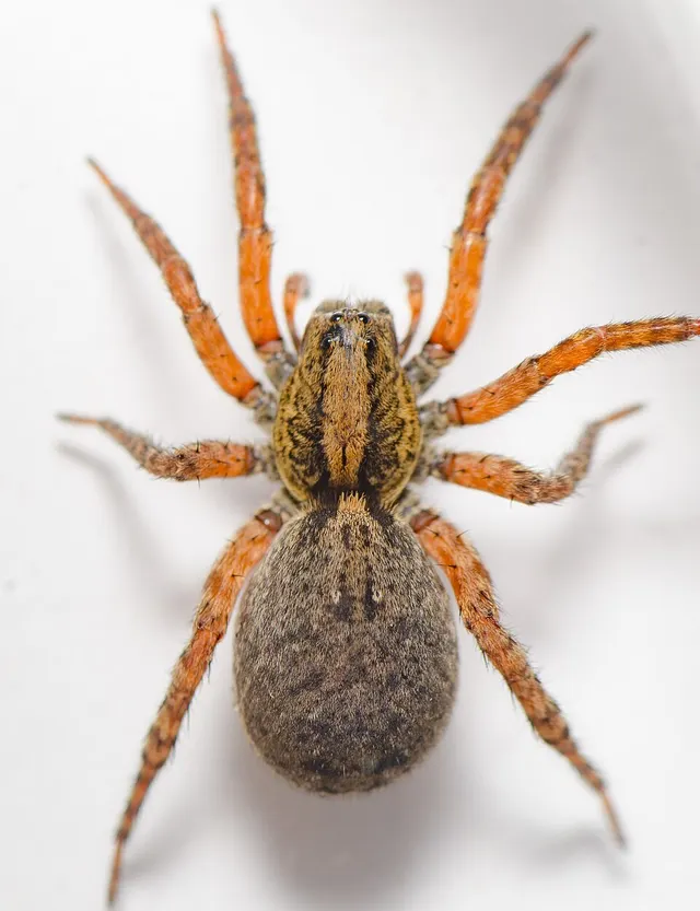 Trochosa sepulchralis