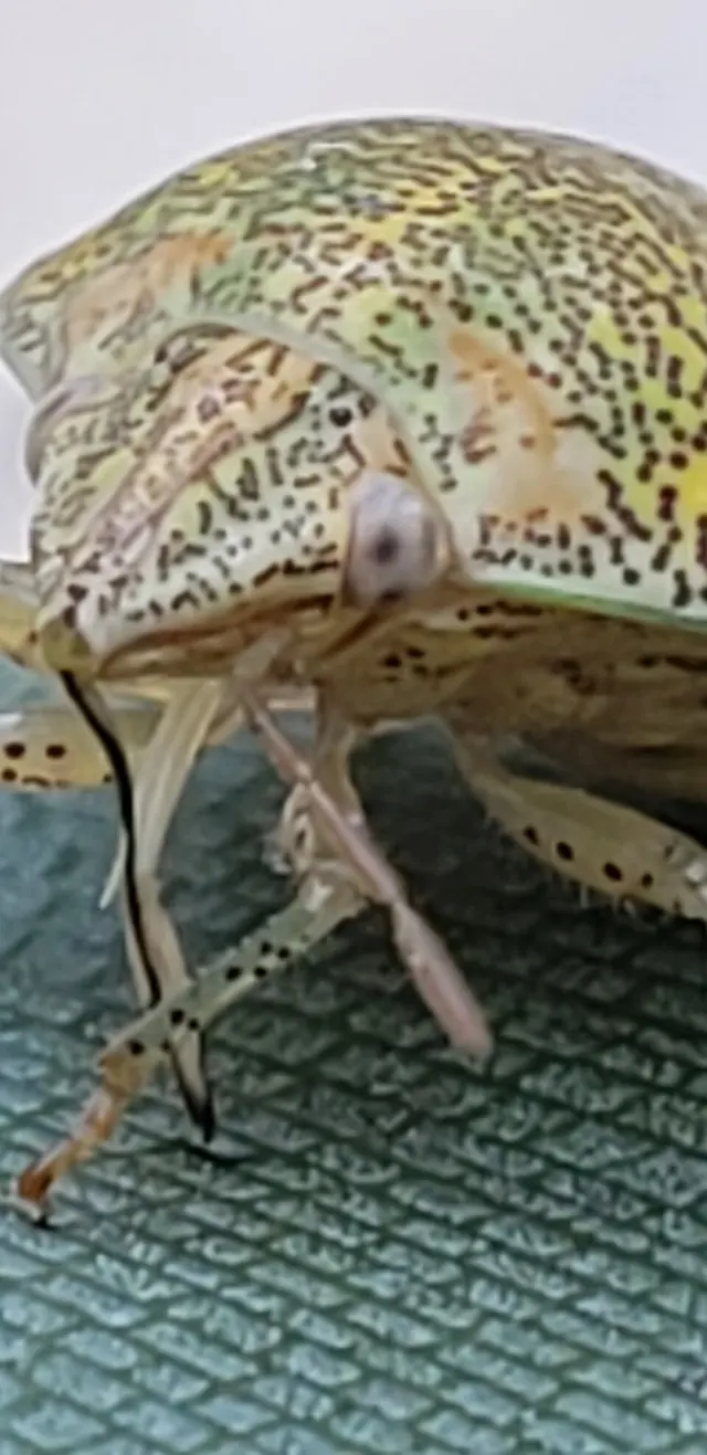 Diolcus irroratus