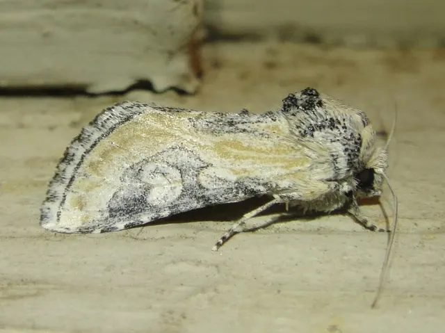 Crimona pallimedia