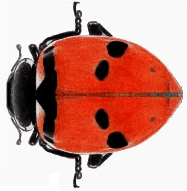 Hippodamia quinquesignata