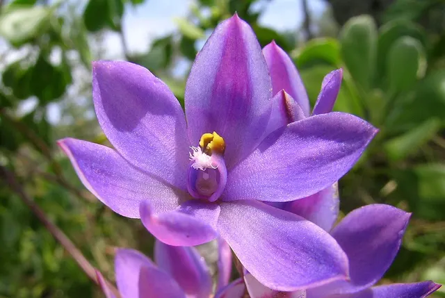 Thelymitra purpurata
