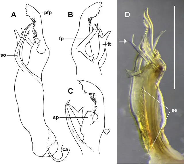 Lissodesmus