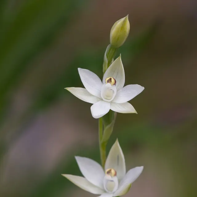 Thelymitra albiflora
