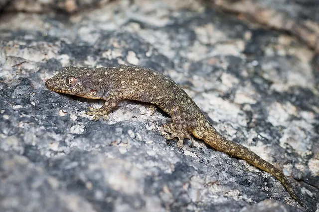 Gehyra lacerata