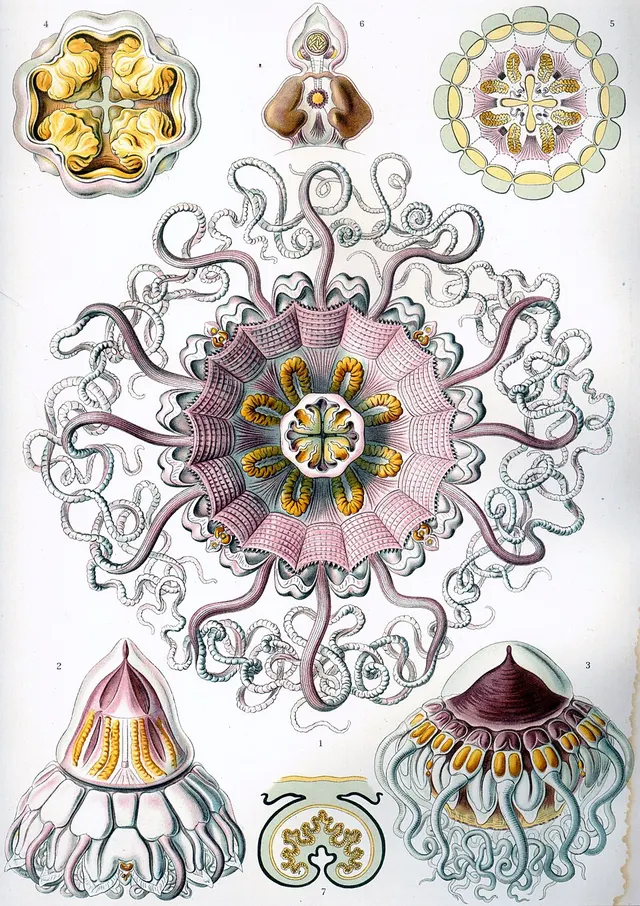 Coronamedusae