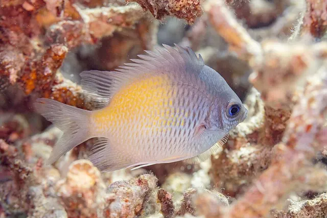 Amblyglyphidodon flavilatus