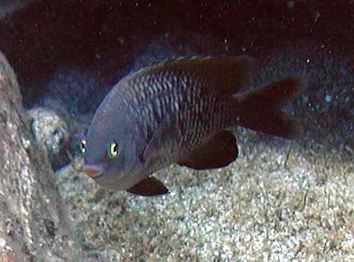 Stegastes marginatus