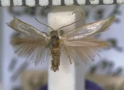 Cateristis