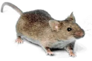 Souris grise