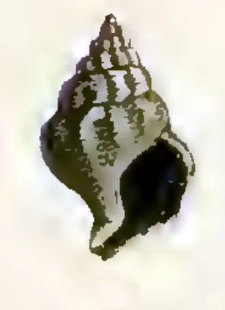 Comitas crenularoides
