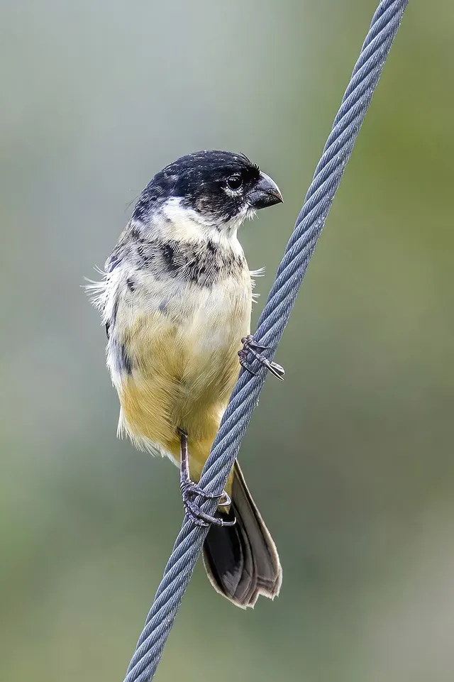 Morelet's seedeater