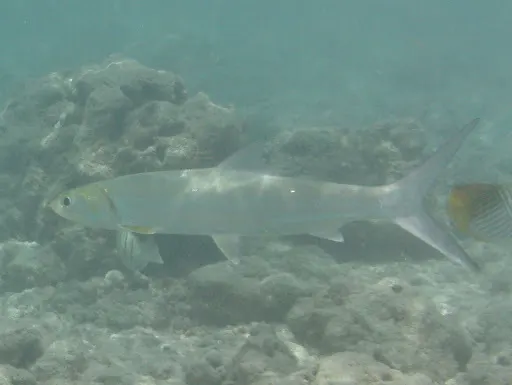 Elops hawaiensis