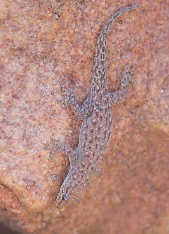 Lygodactylus soutpansbergensis