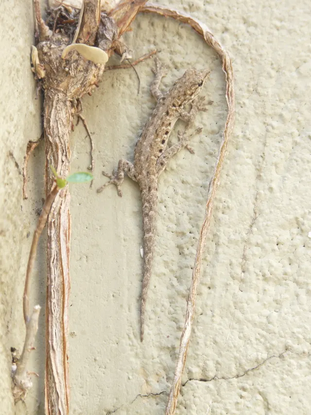 Stevenson's dwarf gecko