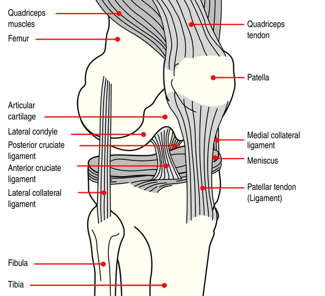 Ligament croisé antérieur