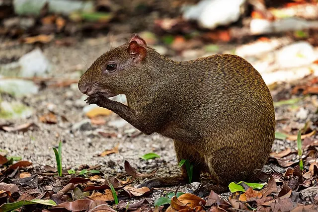 Agouti