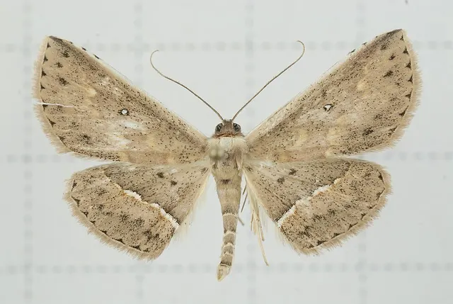 Arasada pyraliformis