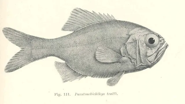 Paratrachichthys trailli