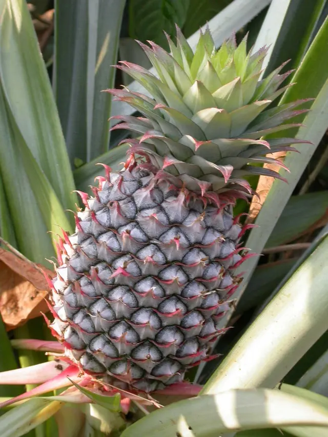 Broméliacées