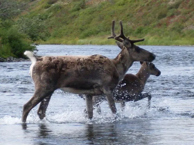 Kanektok River