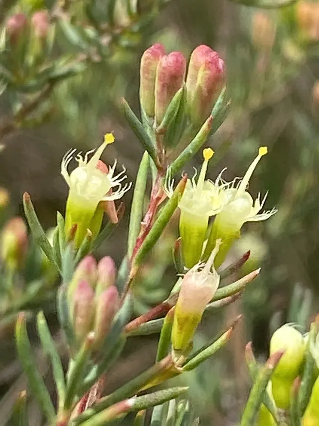 Homoranthus biflorus