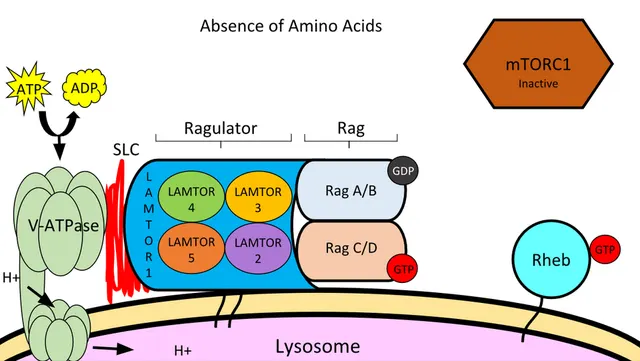 Ragulator-Rag complex