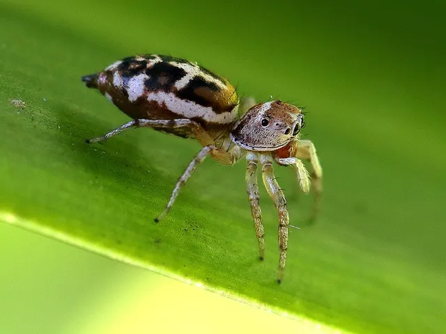 Cosmophasis