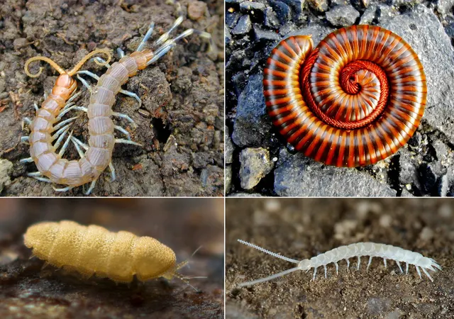 Myriapoda