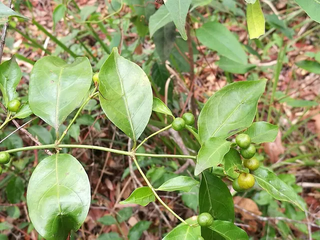 Gynochthodes jasminoides