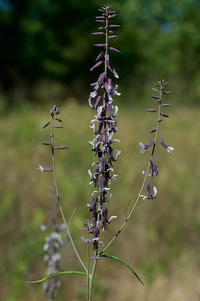 Streptanthus hyacinthoides