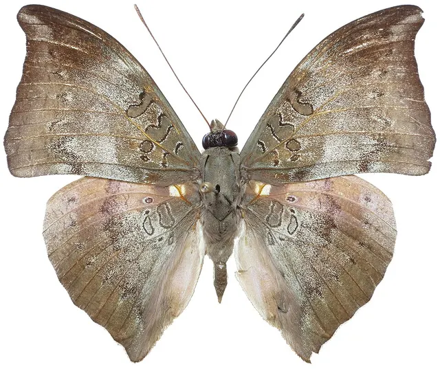 Euthalia anosia